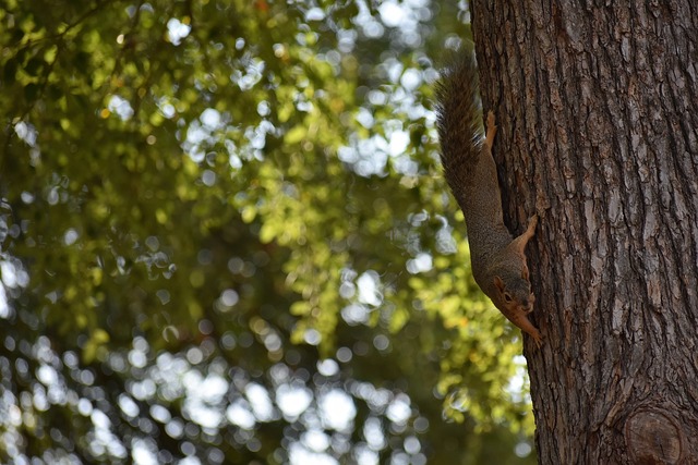 其他西甲俱 其他西甲俱